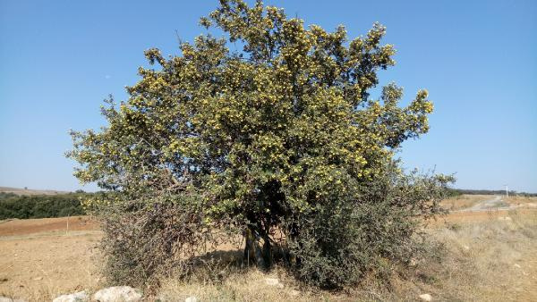 Kuraklık ve erozyona karşı alıç ağacının gen bankası oluşturuldu