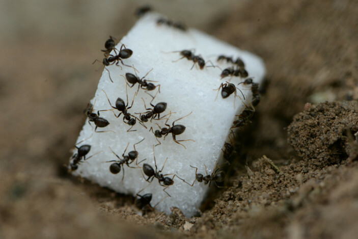 Evdeki karıncalardan nasıl kurtuluruz? İşte evdeki karıncalardan kurtaran doğal çözümler