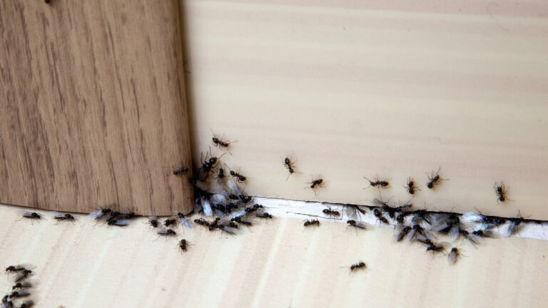 Evdeki karıncalardan nasıl kurtuluruz? İşte evdeki karıncalardan kurtaran doğal çözümler