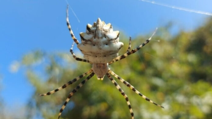 O ilde yaşayanlar dikkat! Dünyanın en zehirli örümceği görüldü! Tek bir ısırığı bile öldürebilir