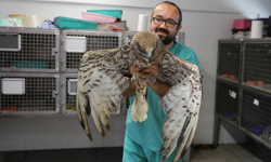 Yabani kuşlar, tedavi edilip doğaya salındı