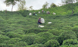 Karadeniz'de 'Z kuşağı', çay tarımından uzak