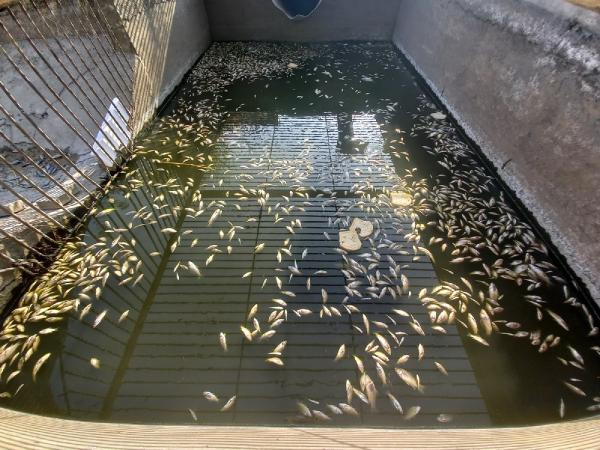 Edirne’de, sulama kanalında oksijensiz kalan yüzlerce balık öldü