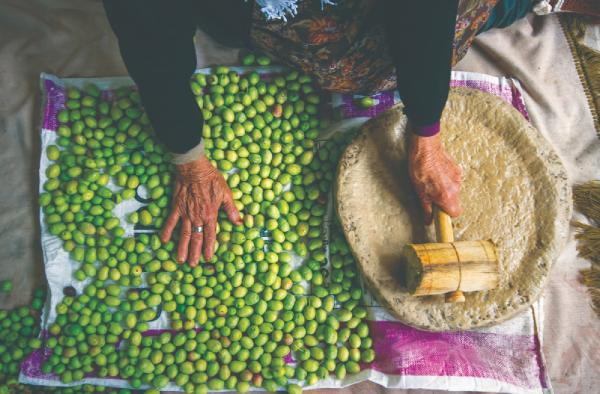 Türkiye’nin geleneksel zeytin yetiştiriciliği, UNESCO’ya alındı