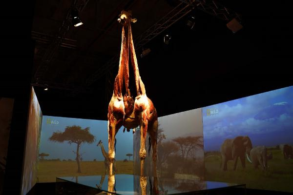 Gerçek Hayvanların Anatomi Sergisi’nin ziyaret tarihi uzatıldı