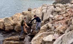 Bodrum'da denize düşen köpeği kurtarma operasyonu!