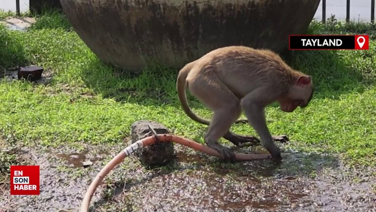 Tayland’da maymunların istila ettiği şehir Lopburi