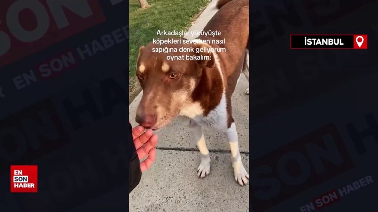 Genç kız sevdiği sürü köpeğin saldırısına uğradı